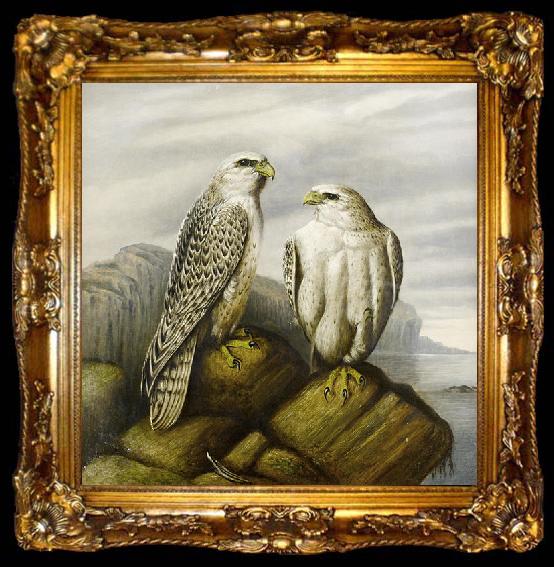 framed  Joseph Wolf Gyr falcons on a rocky ledge, ta009-2